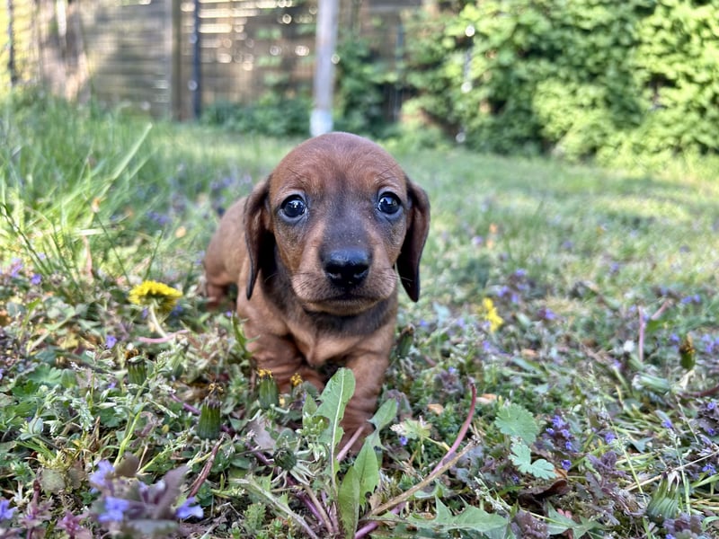 Zwergdackel, Teckel, Dachshund