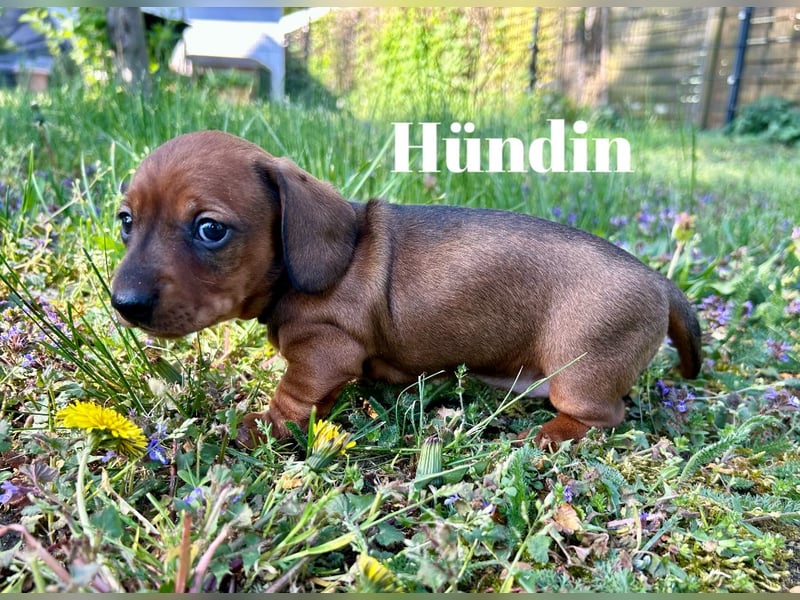 Zwergdackel, Teckel, Dachshund