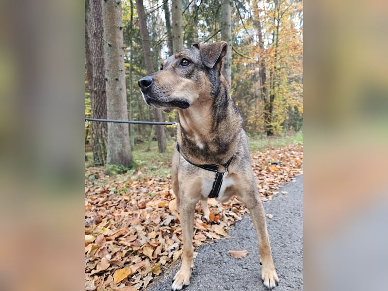 Carlos - Für-Immer-Zuhause gesucht