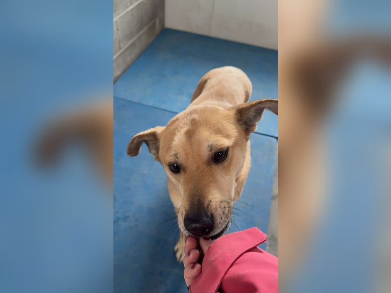Hundeherz sucht lievolle Familie - zeige Yago die Sonnenseite des Lebens