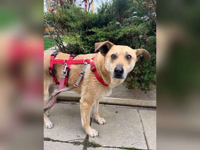 Hundeherz sucht lievolle Familie - zeige Yago die Sonnenseite des Lebens