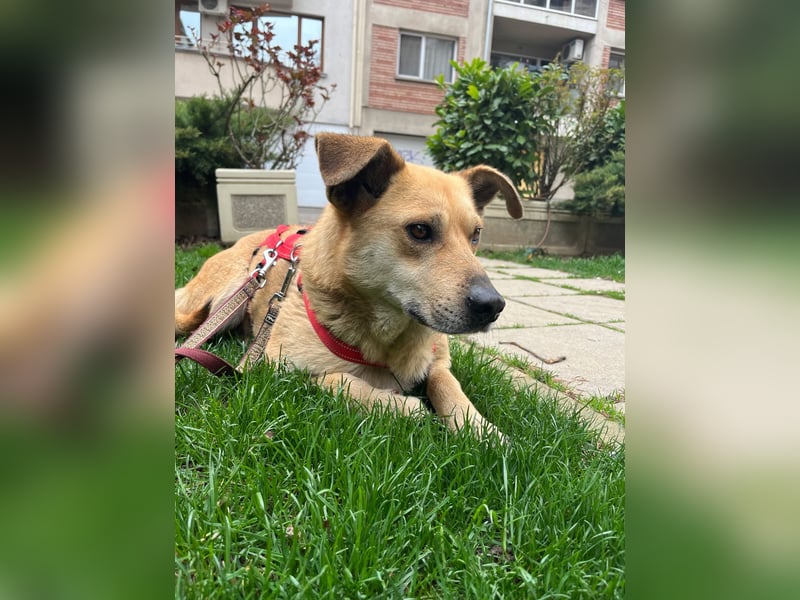 Hundeherz sucht lievolle Familie - zeige Yago die Sonnenseite des Lebens