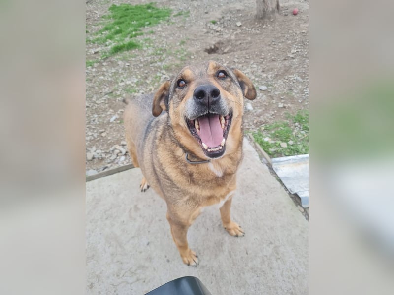 Carlos - Für-Immer-Zuhause gesucht