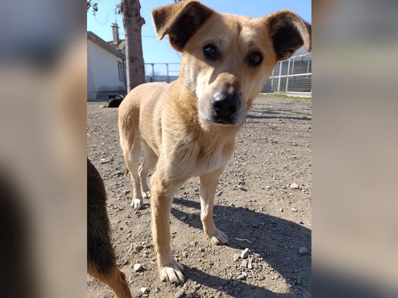 Hundeherz sucht lievolle Familie - zeige Yago die Sonnenseite des Lebens