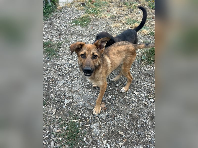 Traum Junghund sucht Traumzuhause - Yasar