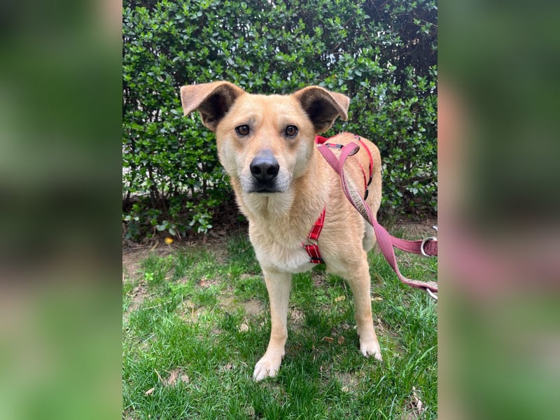 Hundeherz sucht lievolle Familie - zeige Yago die Sonnenseite des Lebens