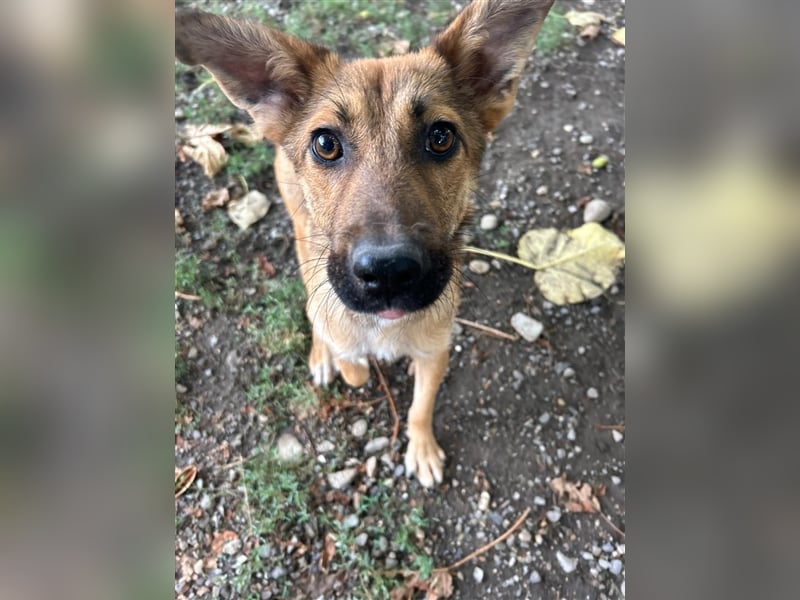 Traum Junghund sucht Traumzuhause - Yasar