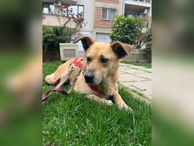 Hundeherz sucht lievolle Familie - zeige Yago die Sonnenseite des Lebens