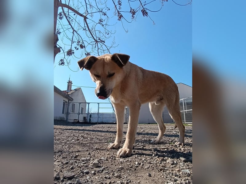 Hundeherz sucht lievolle Familie - zeige Yago die Sonnenseite des Lebens