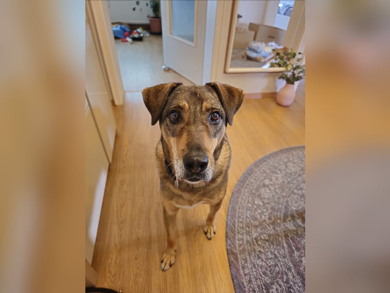 Carlos - Für-Immer-Zuhause gesucht