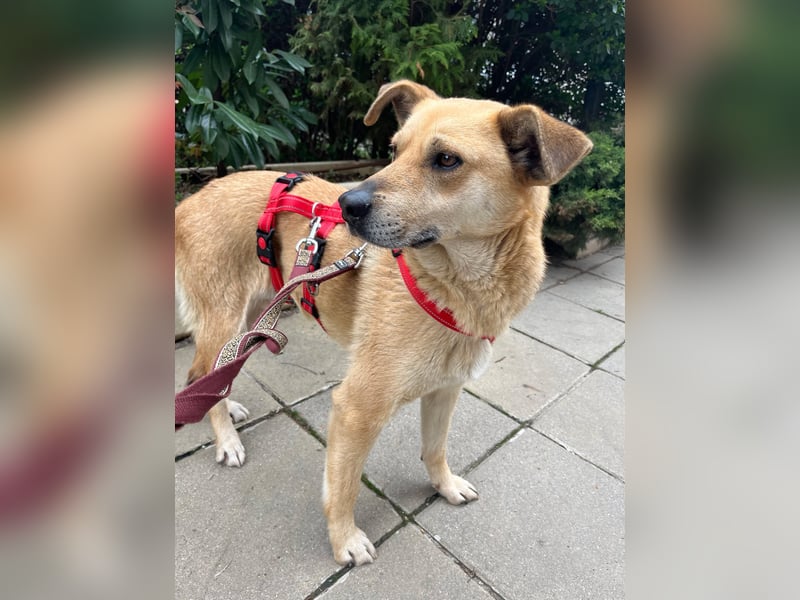Hundeherz sucht lievolle Familie - zeige Yago die Sonnenseite des Lebens