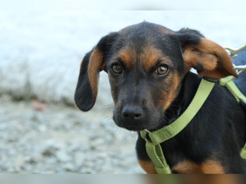 Diggy der kleine Chameur