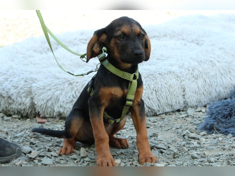 Diggy der kleine Chameur