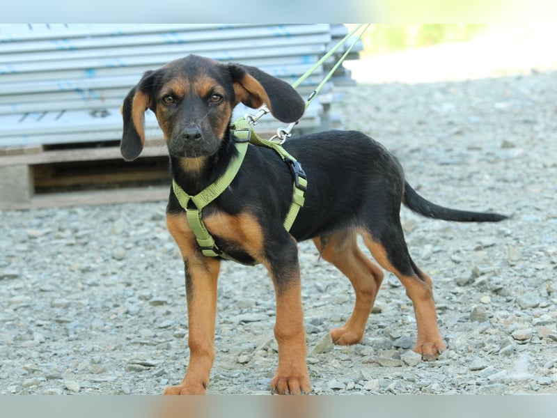 Diggy der kleine Chameur