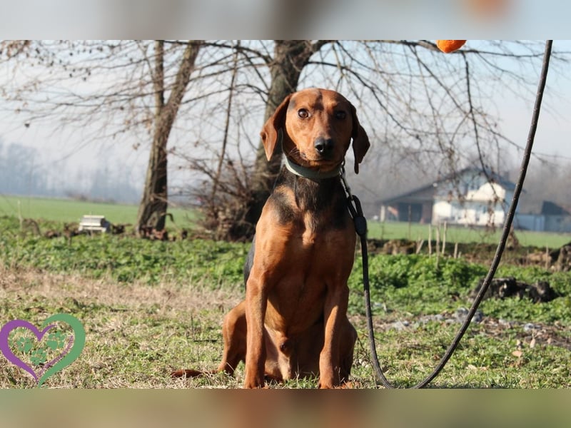 Moon, zauberhafter toller Hund
