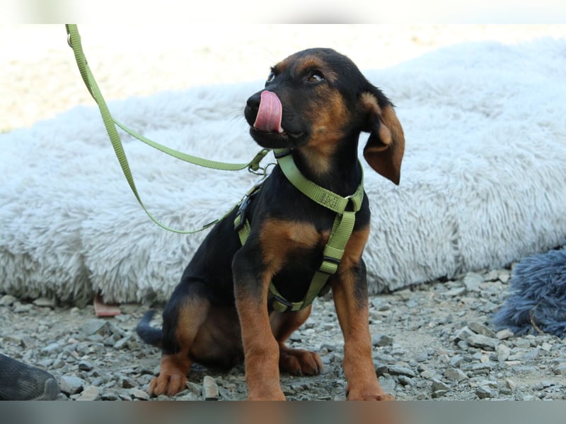 Diggy der kleine Chameur