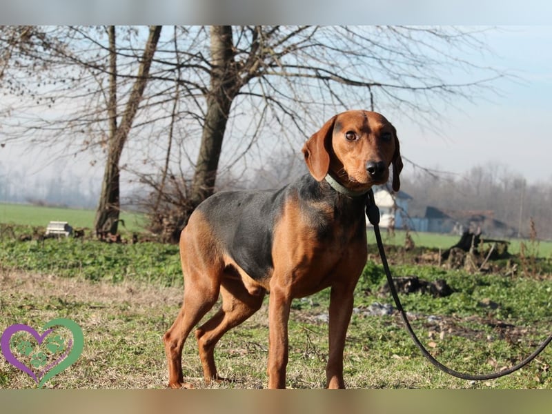 Moon, zauberhafter toller Hund