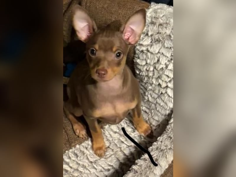 Toy Terrier