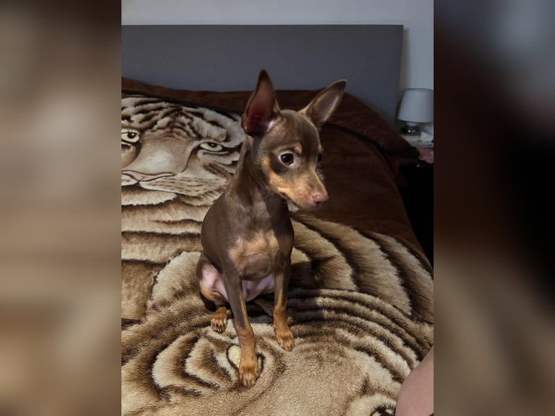 Toy Terrier