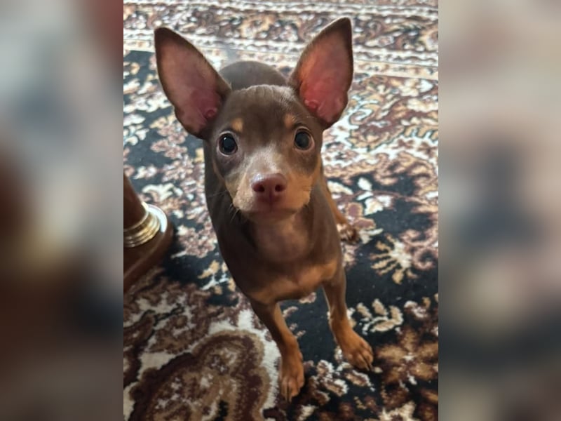 Toy Terrier