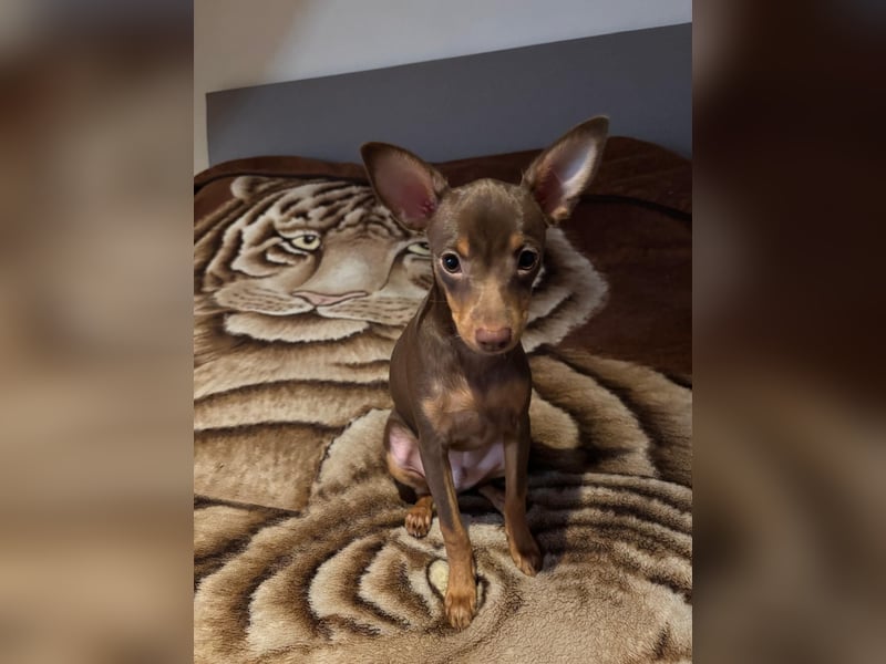 Toy Terrier