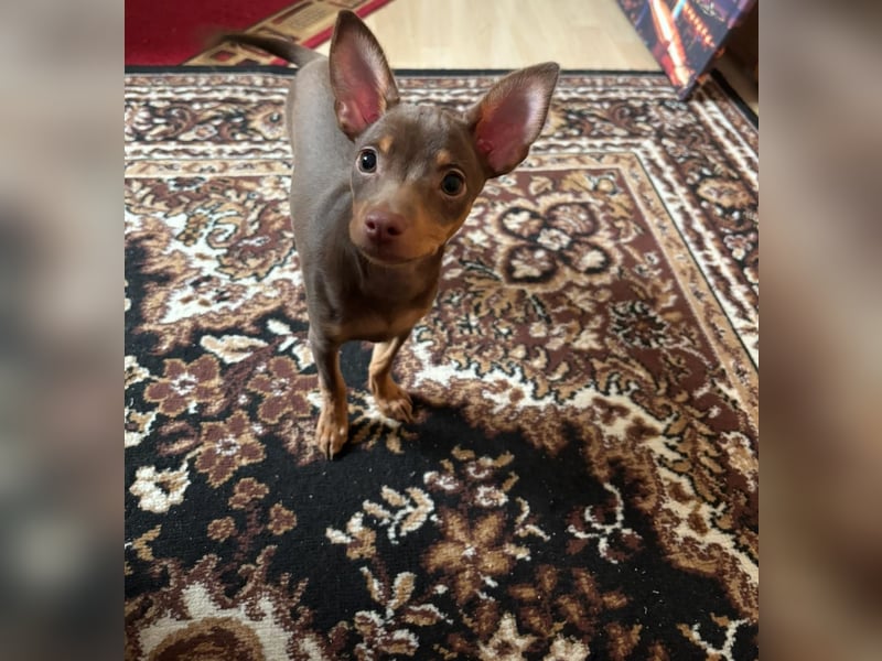 Toy Terrier