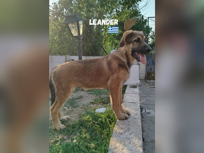 Leander,geb.02/25,hübscher Hütehund-Mix sucht seine Familie