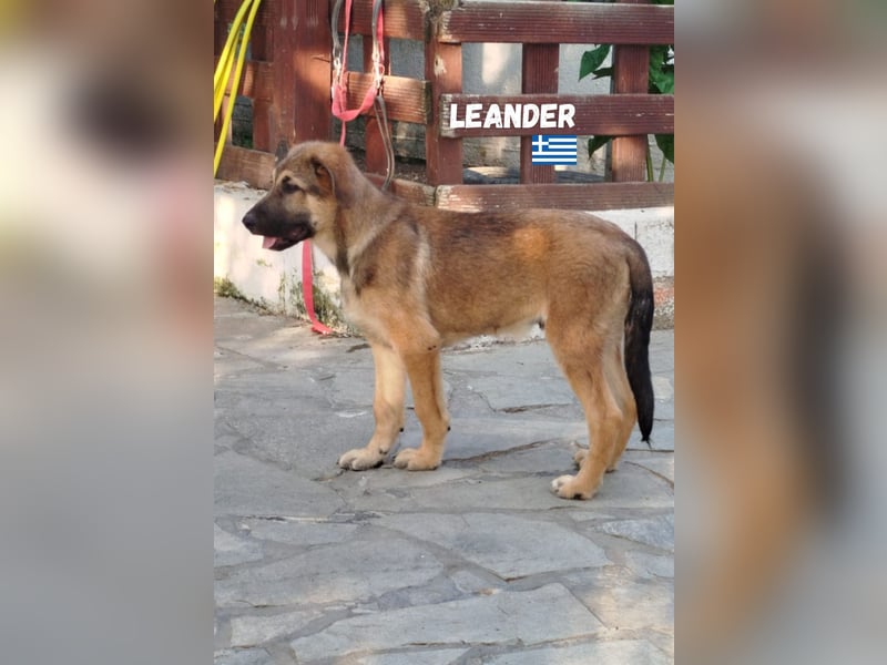 Leander,geb.02/25,hübscher Hütehund-Mix sucht seine Familie