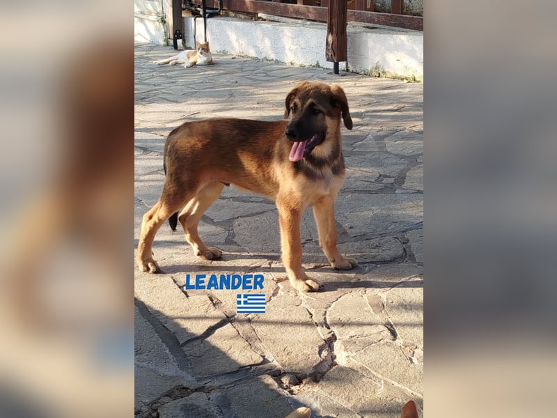 Leander,geb.02/25,hübscher Hütehund-Mix sucht seine Familie