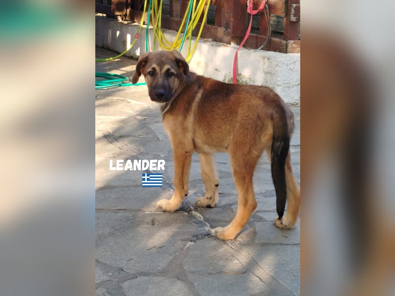 Leander,geb.02/25,hübscher Hütehund-Mix sucht seine Familie