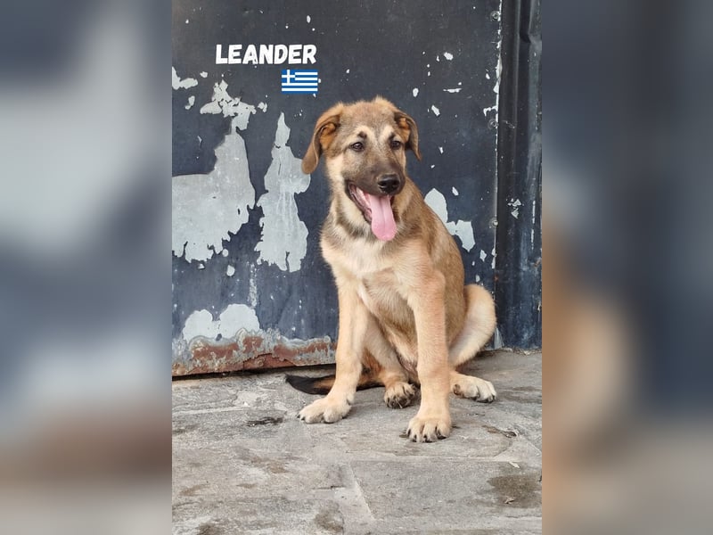 Leander,geb.02/25,hübscher Hütehund-Mix sucht seine Familie