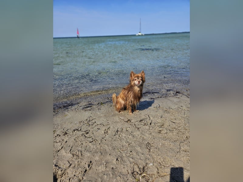 ** Pomchi (10) sucht neues zu Hause **