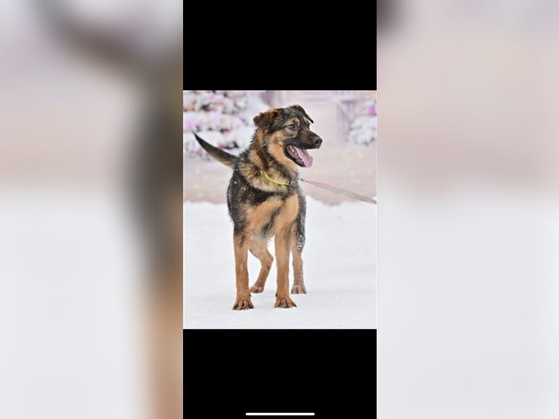 Bruno sucht ein Zuhause( 1 Jahr)