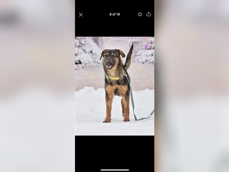 Bruno sucht ein Zuhause( 1 Jahr)