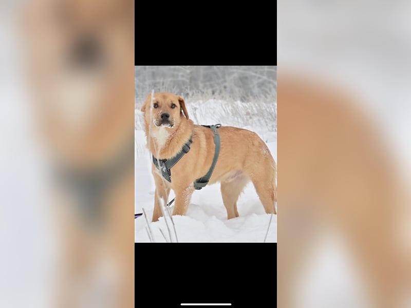 Donut sucht ein Zuhause (1Jahr)