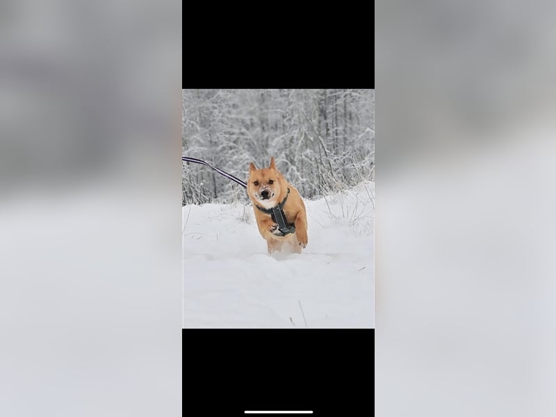 Donut sucht ein Zuhause (1Jahr)