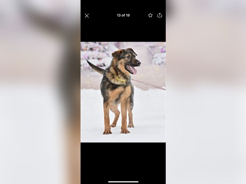 Bruno sucht ein Zuhause( 1 Jahr)