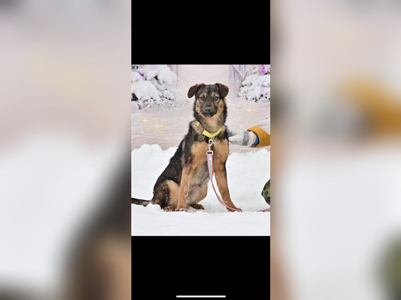 Bruno sucht ein Zuhause( 1 Jahr)