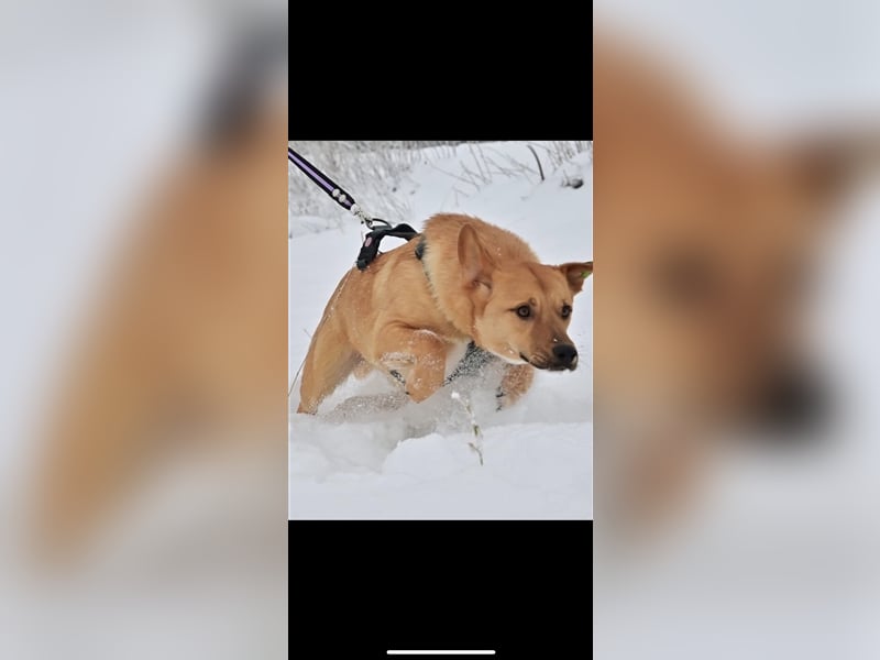 Donut sucht ein Zuhause (1Jahr)