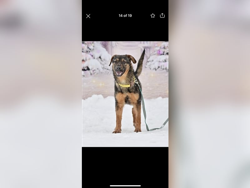 Bruno sucht ein Zuhause( 1 Jahr)