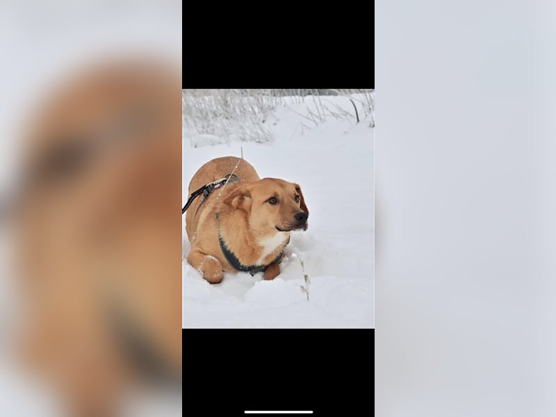 Donut sucht ein Zuhause (1Jahr)