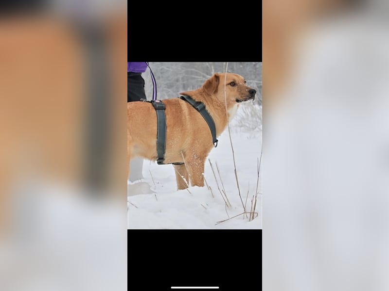 Donut sucht ein Zuhause (1Jahr)