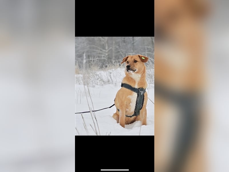 Donut sucht ein Zuhause (1Jahr)