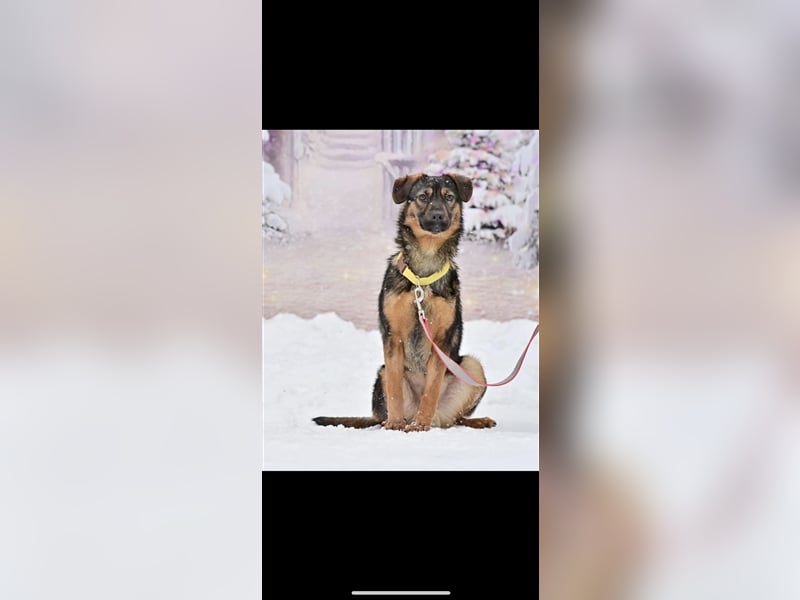 Bruno sucht ein Zuhause( 1 Jahr)