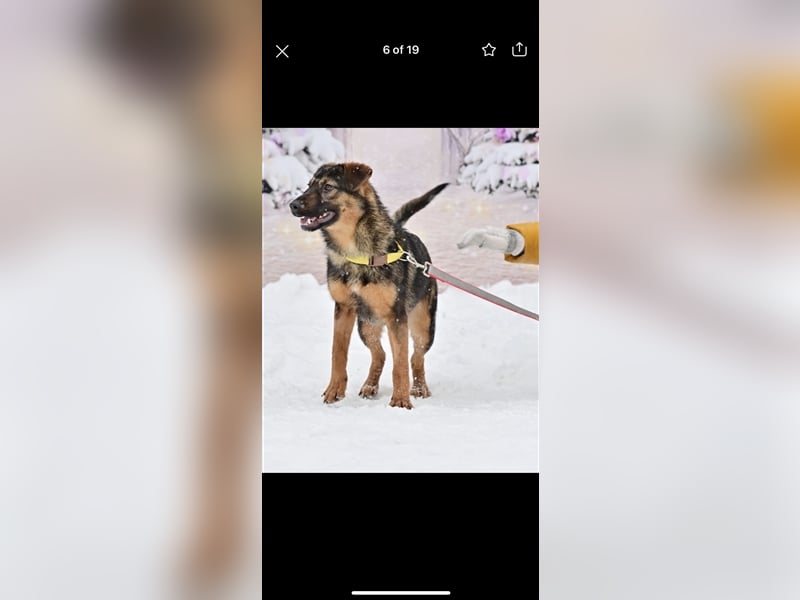 Bruno sucht ein Zuhause( 1 Jahr)