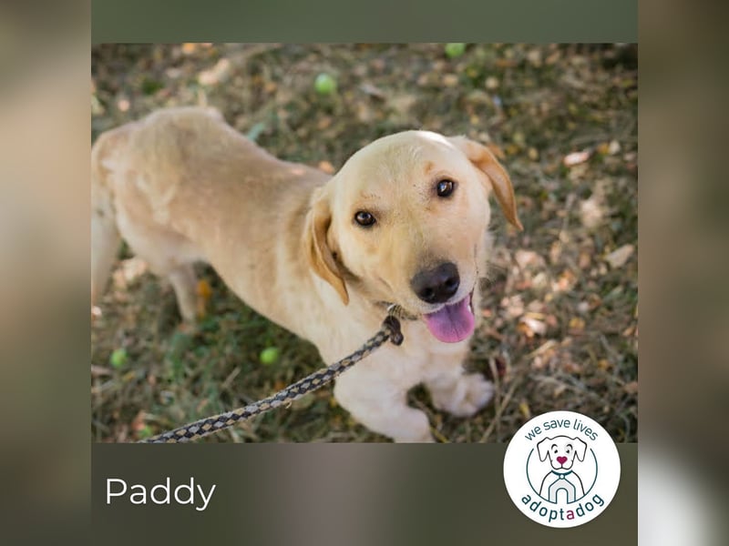 Paddy: Kleiner Held mit großem Herz