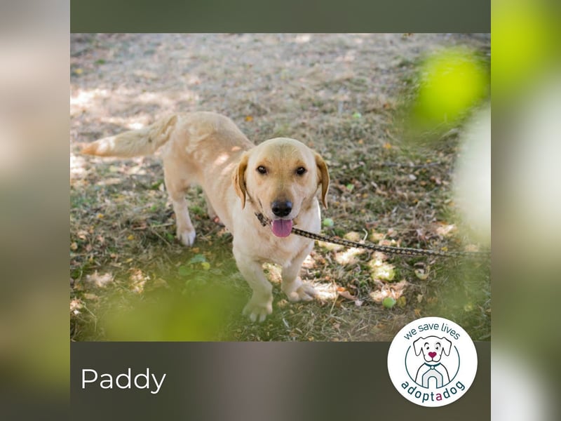 Paddy: Kleiner Held mit großem Herz