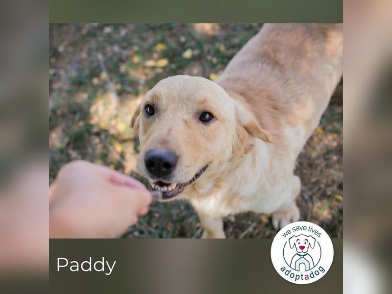 Paddy: Kleiner Held mit großem Herz
