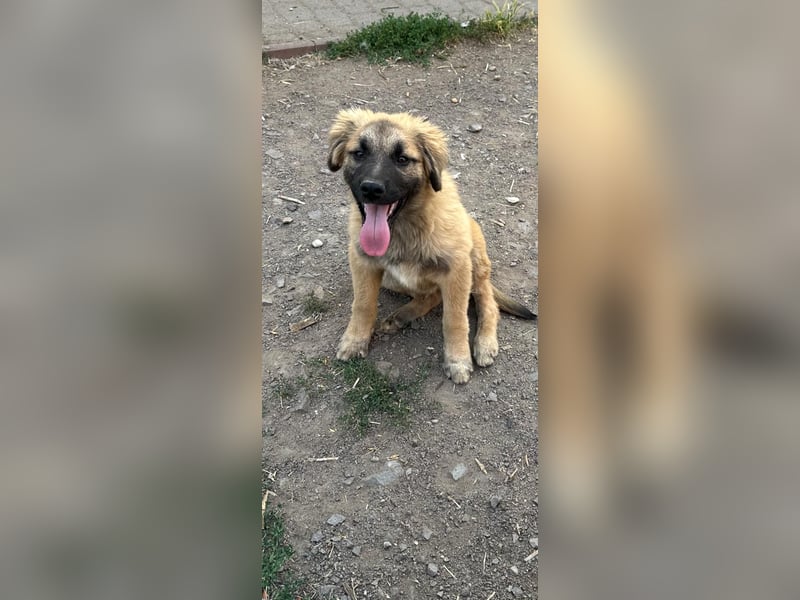 4 Monate junger Schäferhund-Mix sucht Zuhause