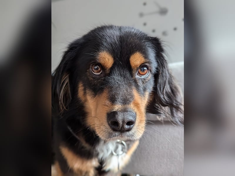 Ayko sucht seine Herzensfamilie....